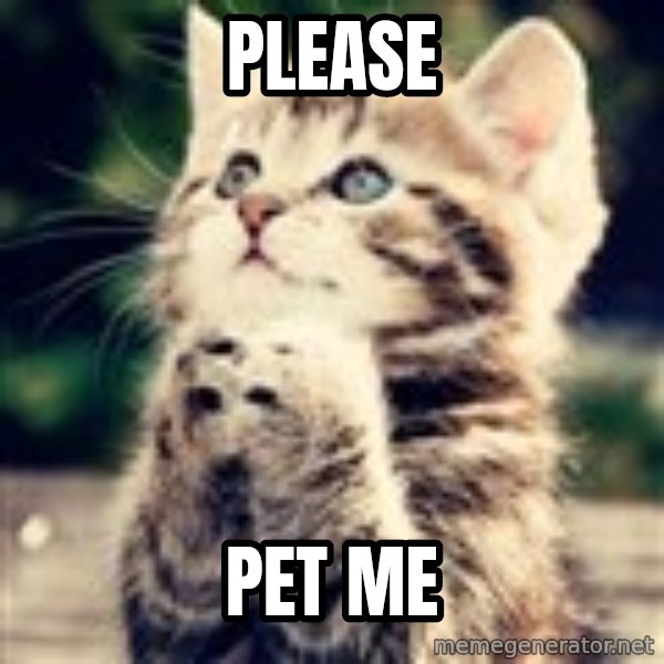 Praying Kitten meme: please / pet me