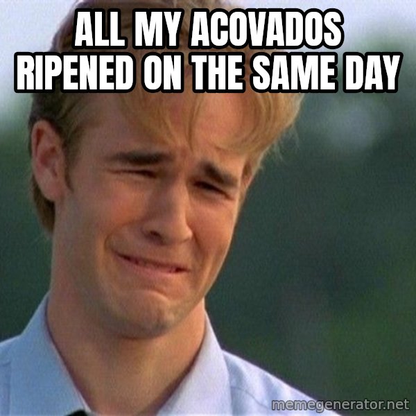 Dawson Crying meme: All my Acovados ripened on the same day