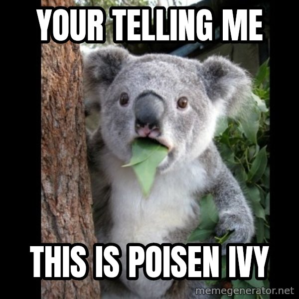 Koala can't believe it meme: your telling me / this is poisen ivy