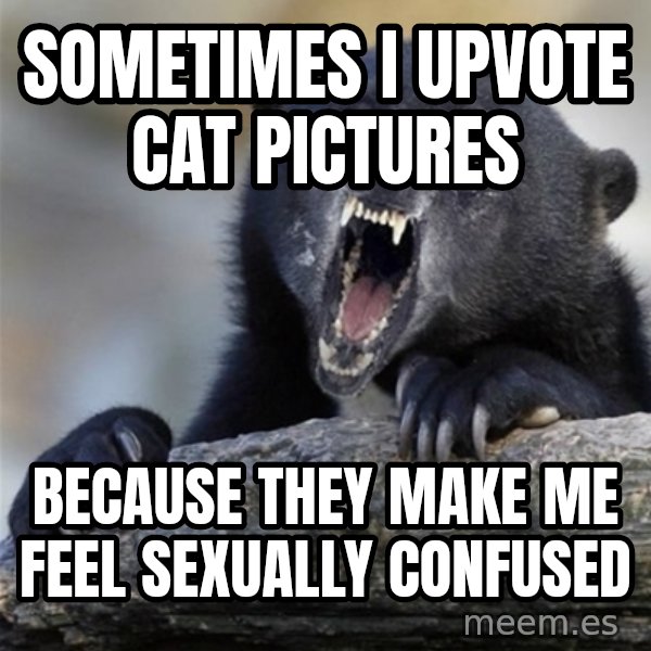 Insane Confession Bear meme: sometimes i upvote cat pictures / because they make me feel sexually confused