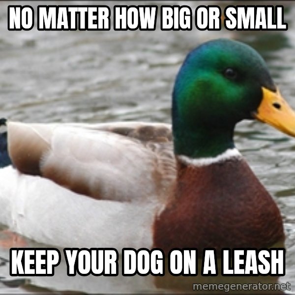 Actual Advice Mallard 1 meme: NO MATTER HOW BIG OR SMALL / KEEP YOUR DOG ON A LEASH