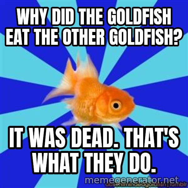 Absentminded Goldfish meme: why did the goldfish eat the other goldfish? / It was dead. That's what they do.