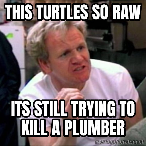Gordon Ramsay meme: THIS TURTLES SO RAW / ITS STILL TRYING TO KILL A PLUMBER