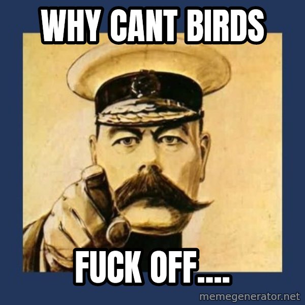 your country needs you meme: WHY CANT BIRDS / FUCK OFF....