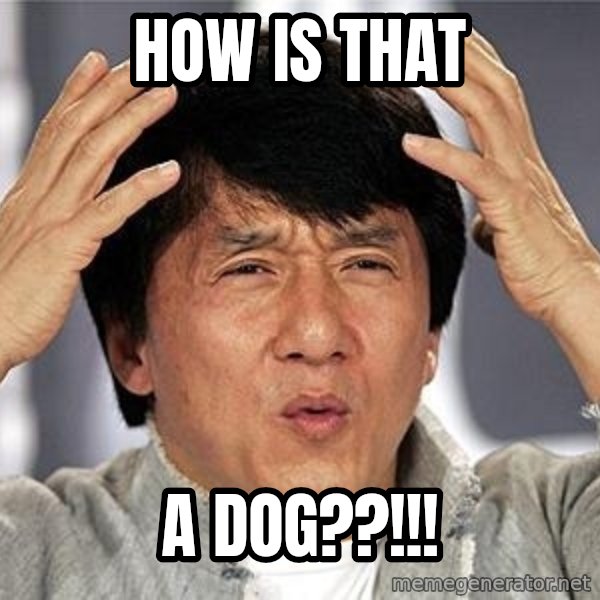 Confused Jackie Chan meme: HOW IS THAT / A DOG??!!!