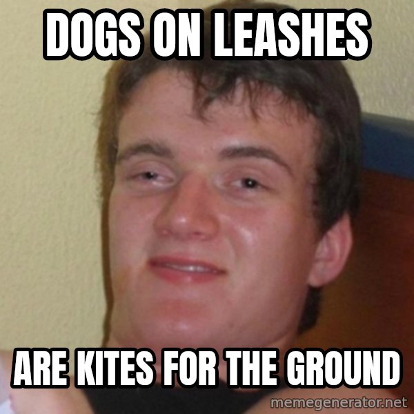 Really Stoned Guy meme: Dogs on Leashes / are kites for the ground