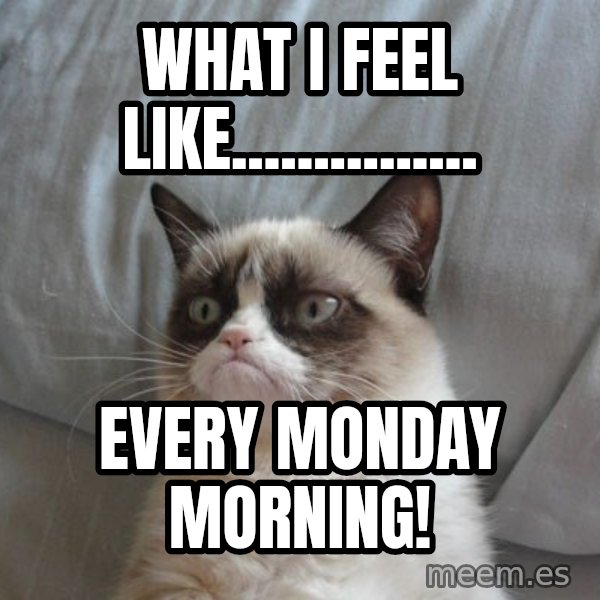 Grumpy cat good meme: WHAT I FEEL LIKE............... / EVERY MONDAY MORNING!