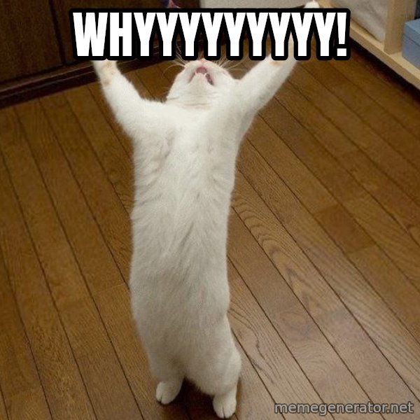 praise the lord cat meme: WHYYYYYYYYY!