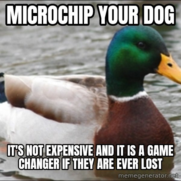 Actual Advice Mallard 1 meme: microchip your dog / it's not expensive and it is a game changer if they are ever lost