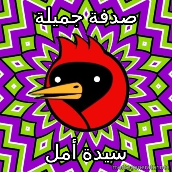 Omsk Crow meme: صدفة جميلة / سيدة أمل
