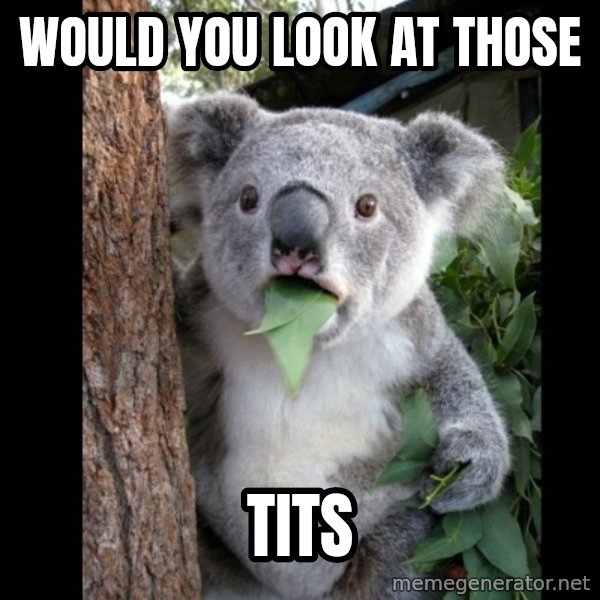 Koala can't believe it meme: would you look at those / tits