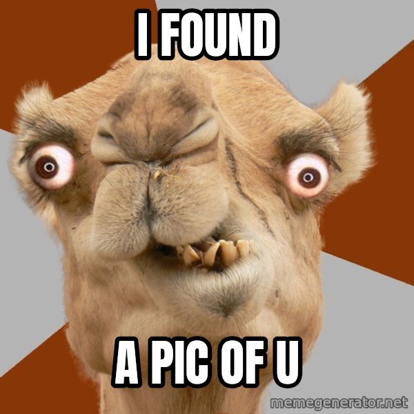 Crazy Camel lol meme: i found / a pic of u