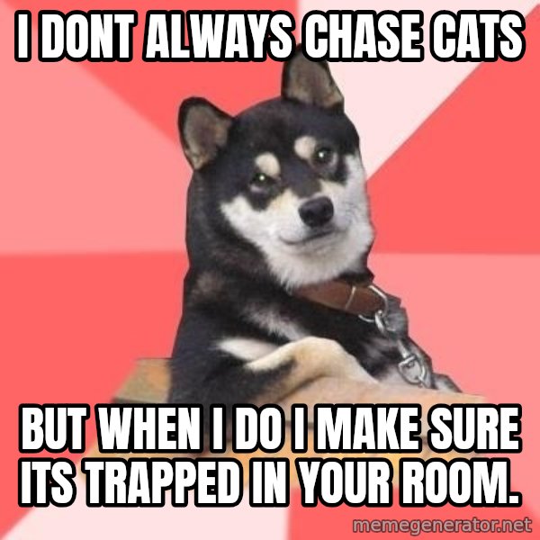 Cool Dog meme: i dont always chase cats / but when i do i make sure its trapped in your room.