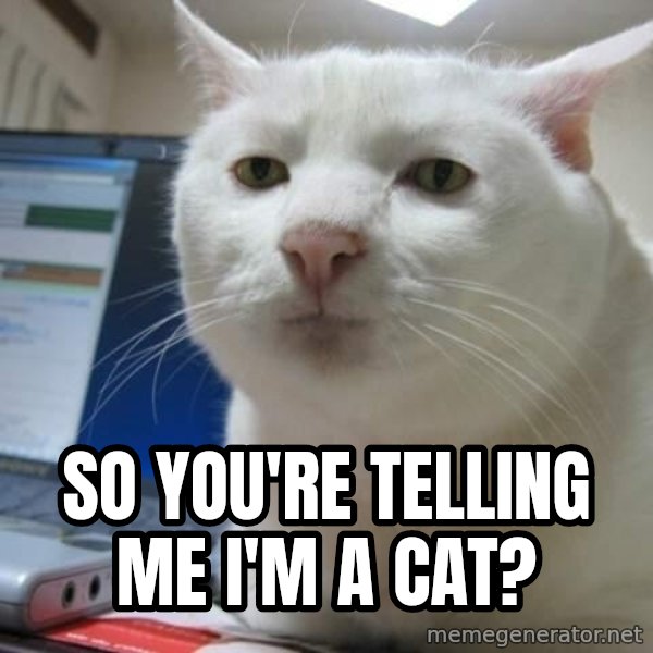 Serious Cat meme: so you're telling me i'm a cat?