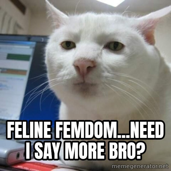Serious Cat meme: feline femdom...need i say more bro?