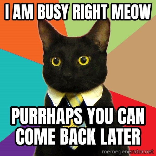 Business Cat meme: I am busy right Meow / Purrhaps you can  come back later