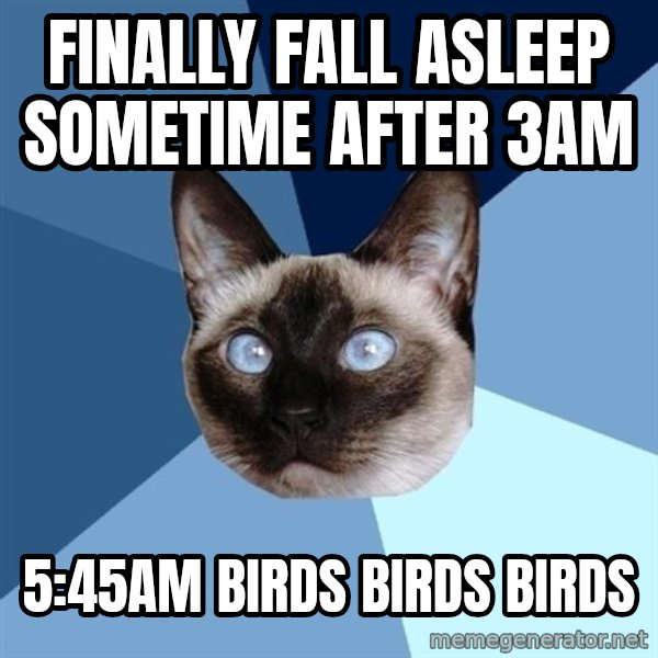 Chronic Illness Cat meme: Finally fall asleep sometime after 3am / 5:45am BIRDS BIRDS BIRDS