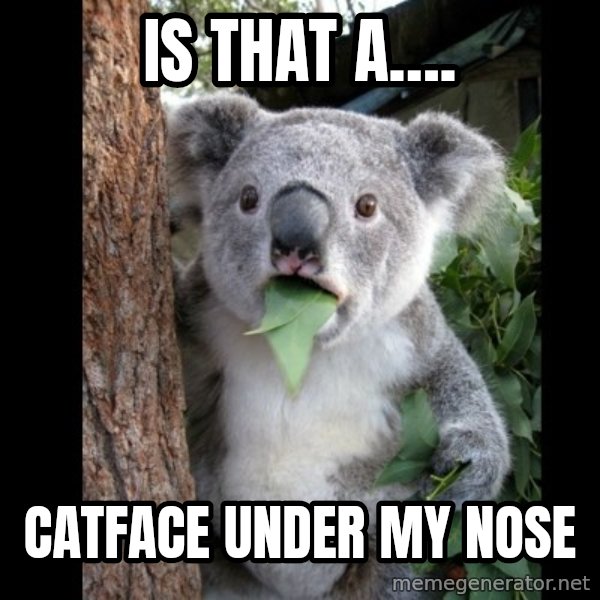 Koala can't believe it meme: is that a…. / catface under my nose
