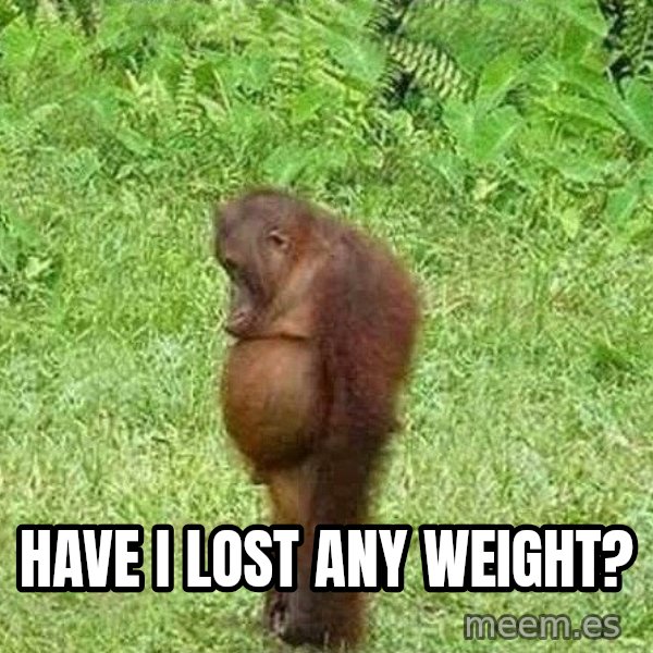 Orangutan Stan meme: Have I lost any weight?
