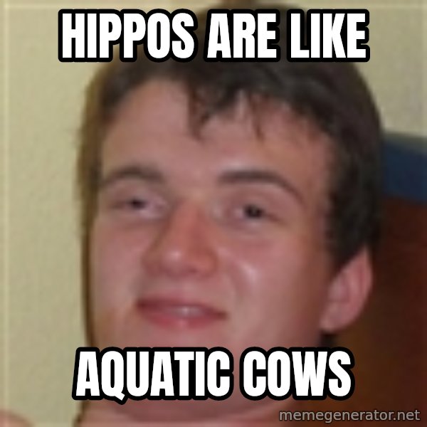 10guy meme: Hippos are like / aquatic cows