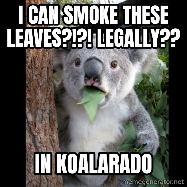 Koala can't believe it meme: i can smoke these leaves?!?! legally?? / in koalarado