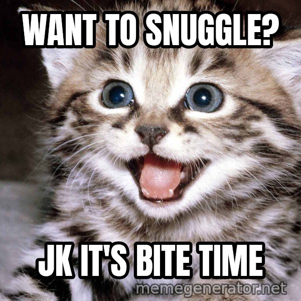HAPPY KITTEN meme: want to snuggle? / jk it's bite time