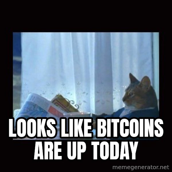 i should buy a boat cat meme: looks like bitcoins are up today