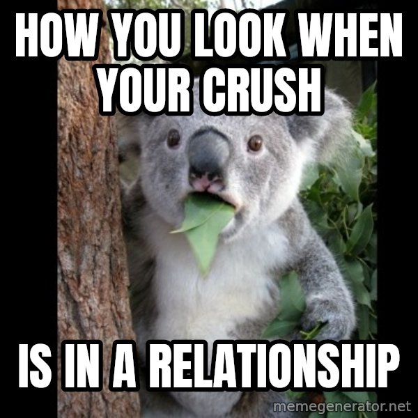 Koala can't believe it meme: How you look when your crush / Is in a relationship