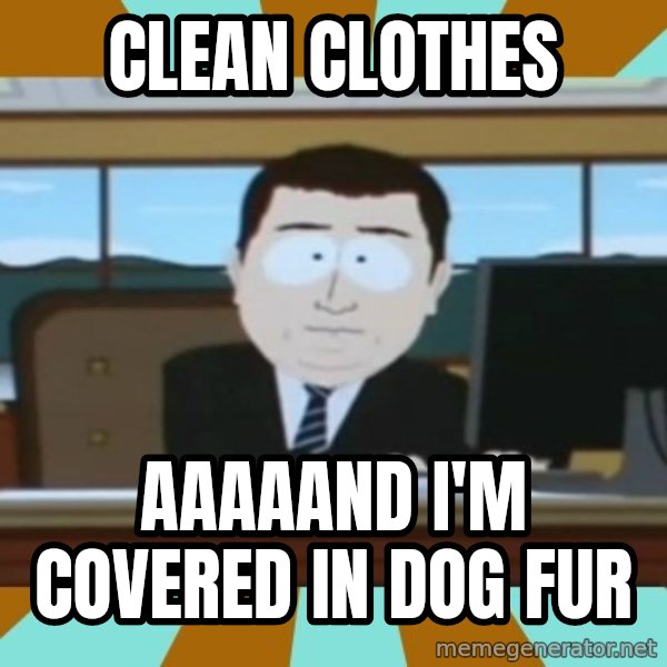 And it's gone meme: CLean cloThes / Aaaaand I'm covered in dog Fur