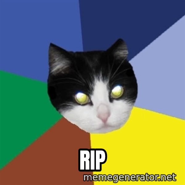 Winnipeg Cat meme: Rip