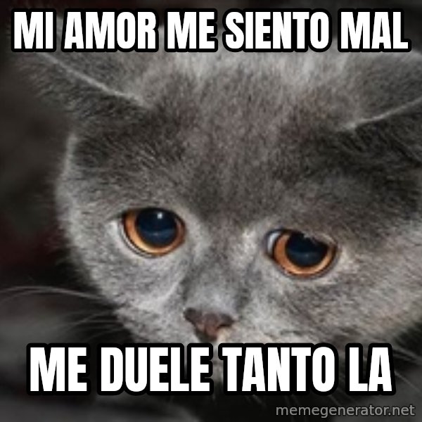 Sadcat meme: Mi amor me siento mal / Me duele tanto la