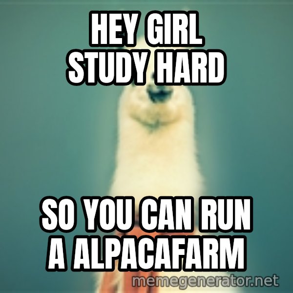 Pancakes llama meme: hey girl study hard / so you can run a alpacafarm