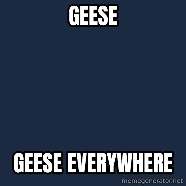 X, X Everywhere  meme: geese / geese everywhere