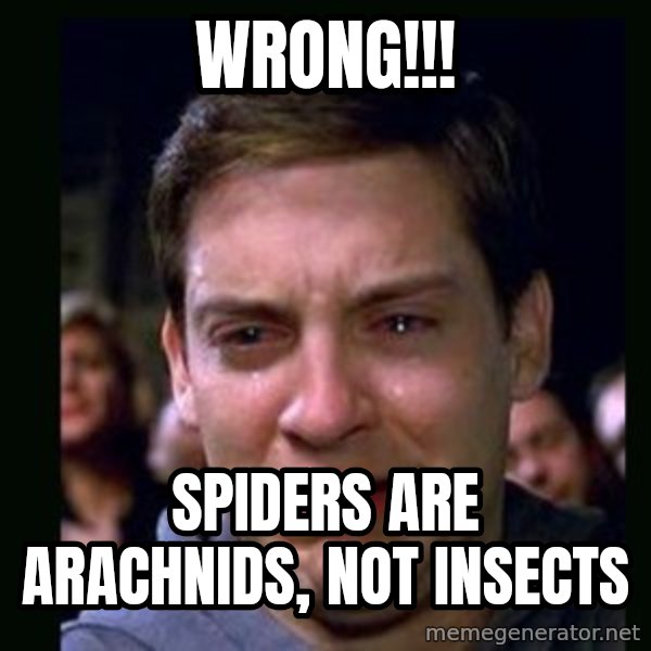 crying peter parker meme: wrong!!! / spiders are arachnids, not insects