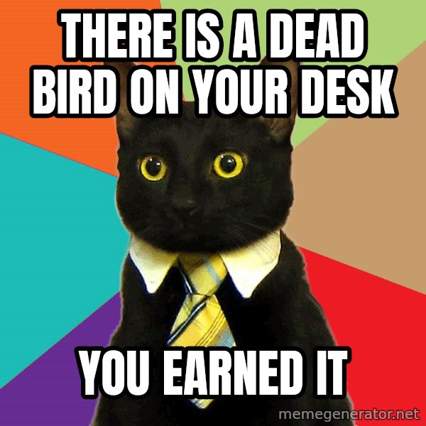 Business Cat meme: there is a dead bird on your desk / you earned it