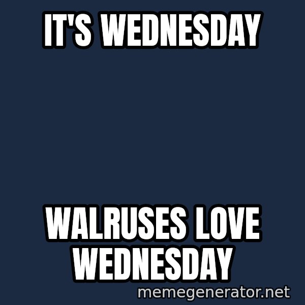 Walrus meme: it's wednesday / walruses love wednesday