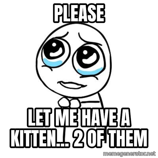 pleaseguy  meme: PLEASE / Let me have a kitten... 2 of them