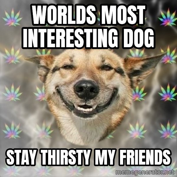 Stoner Dog meme: worlds most interesting dog / stay thirsty my friends