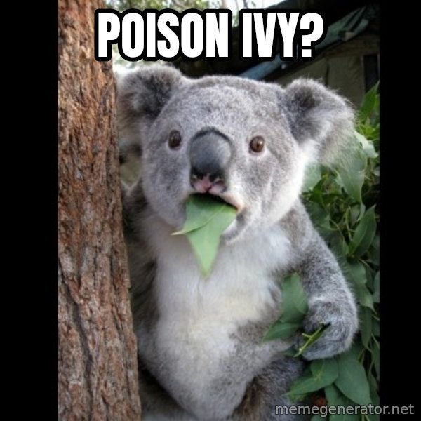 Koala can't believe it meme: poison ivy?