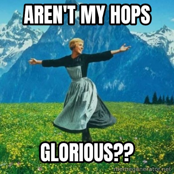 Look at All the Fucks I Give meme: Aren't My hops / Glorious??