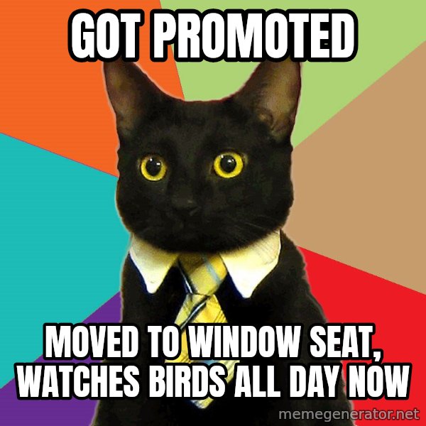 Business Cat meme: Got promoted / Moved to window  seat, watches birds all day now