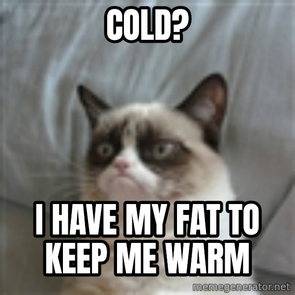 Grumpy Cat ={ meme: cold? / i have my fat to keep me warm