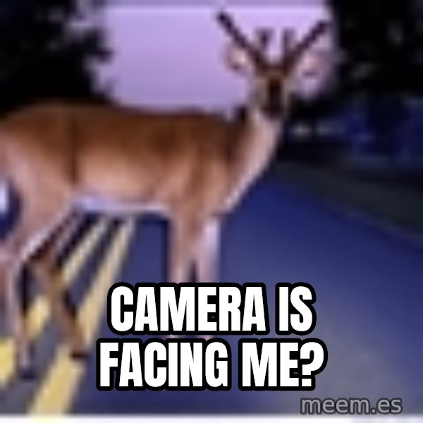 Deer In Headlights meme: camera is facing me?