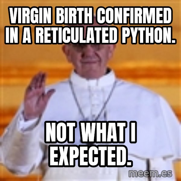 Pope Francis 1st meme: Virgin birth confirmed in a reticulated python. / Not what I expected.