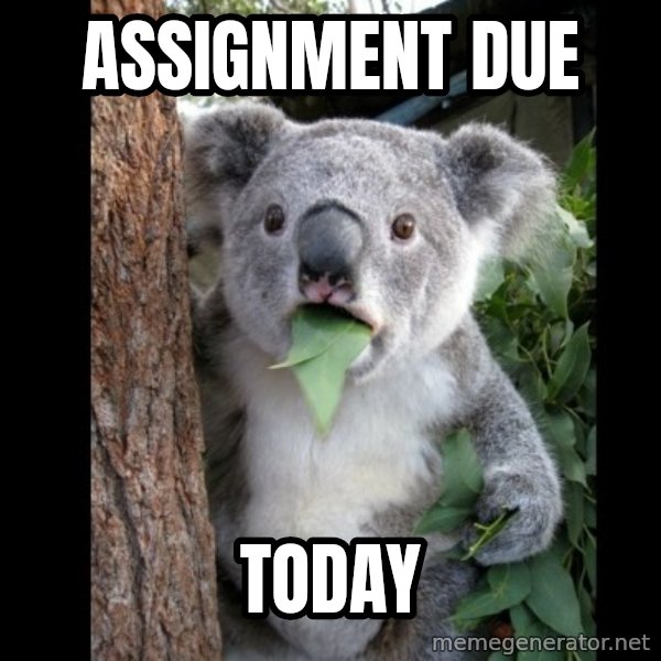 Koala can't believe it meme: assignment due / TODAY