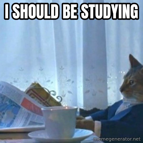 newspaper cat realization meme: I should be studying