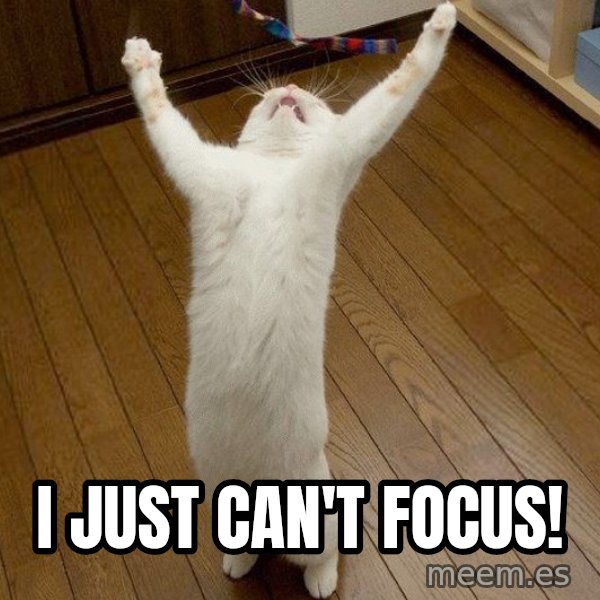 praise the lord cat meme: I just can't focus!