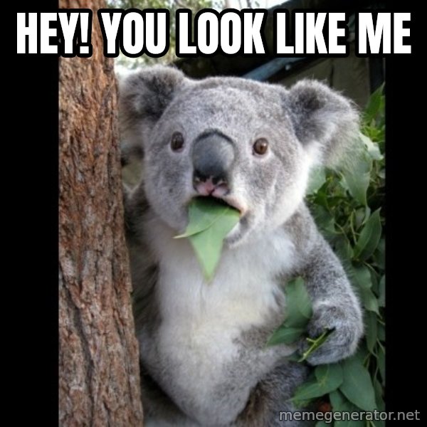 Koala can't believe it meme: HEY! YOU LOOK LIKE ME