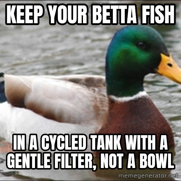 Actual Advice Mallard 1 meme: keep your betta fish / in a cycled tank with a gentle filter, not a bowl