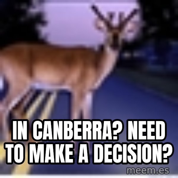 Deer In Headlights meme: In Canberra? Need to make a decision?